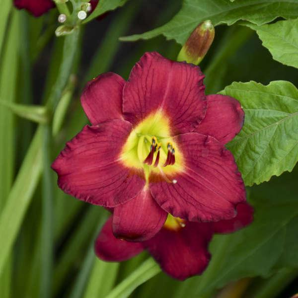 G3045 Hemerocallis X 'pardon Me' - View 30 from www redcrocus com