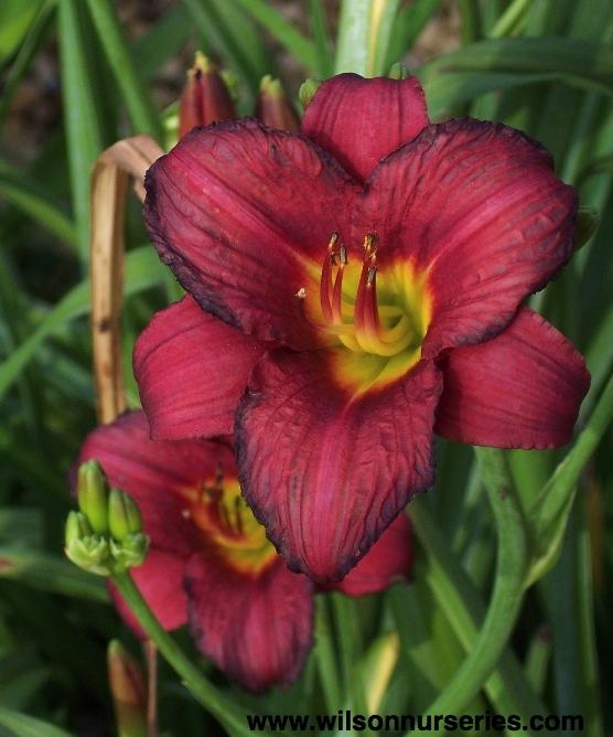 G3045 Hemerocallis X 'pardon Me' - View 31 from www redcrocus com