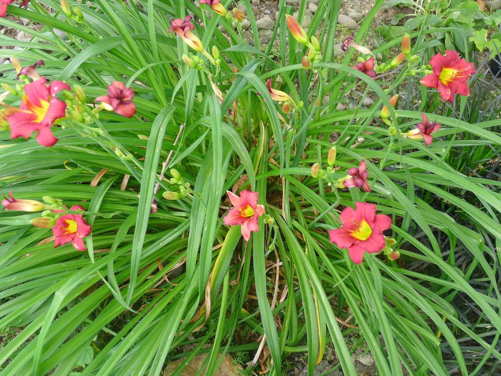 G3045 Hemerocallis X 'pardon Me' - View 33 from www redcrocus com
