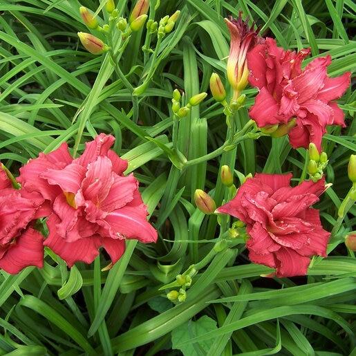 G3045 Hemerocallis X 'pardon Me' - View 34 from www redcrocus com