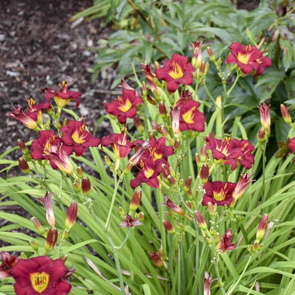 G3045 Hemerocallis X 'pardon Me' - View 36 from www redcrocus com