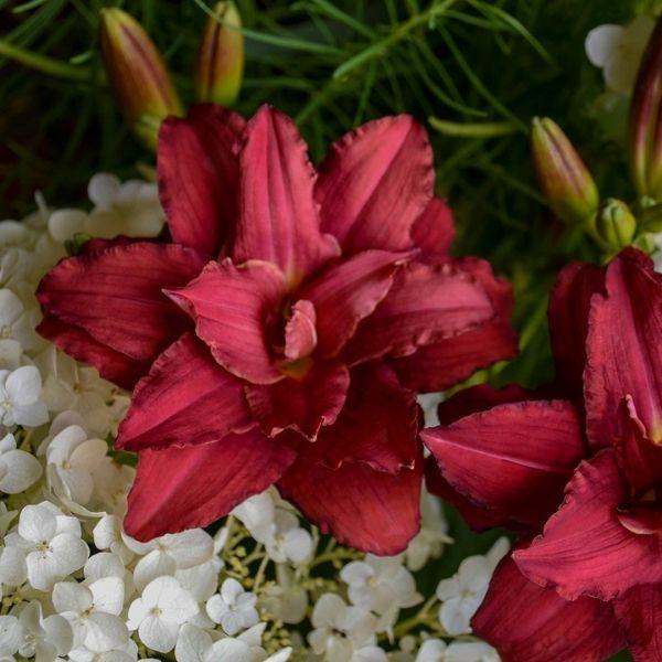 G3045 Hemerocallis X 'pardon Me' - View 37 from www redcrocus com