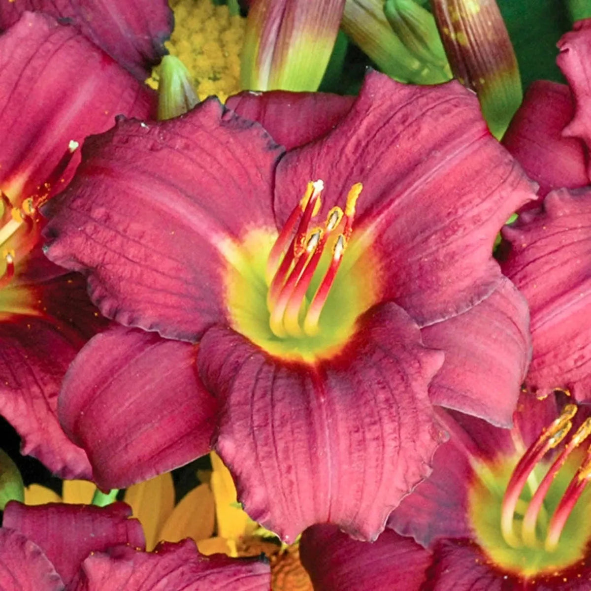 G3045 Hemerocallis X 'pardon Me' - View 38 from www redcrocus com