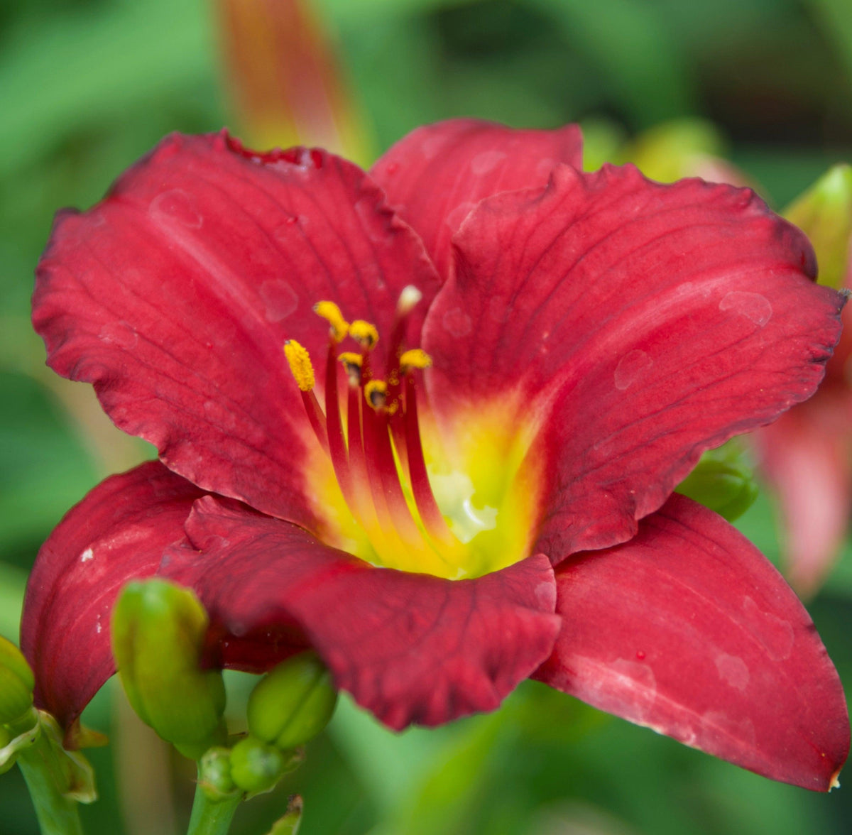 G3045 Hemerocallis X 'pardon Me' - View 39 from www redcrocus com