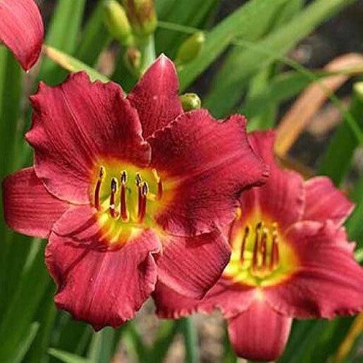 G3045 Hemerocallis X 'pardon Me' - View 3 from www redcrocus com