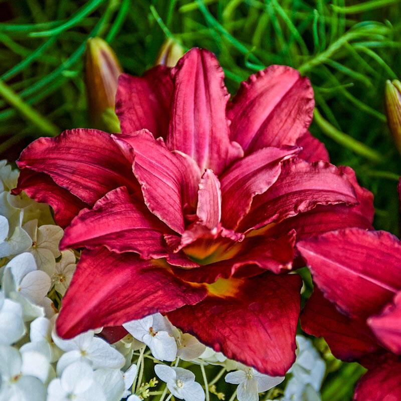 G3045 Hemerocallis X 'pardon Me' - View 40 from www redcrocus com