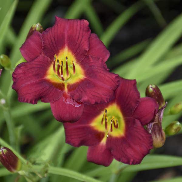 G3045 Hemerocallis X 'pardon Me' - View 4 from www redcrocus com
