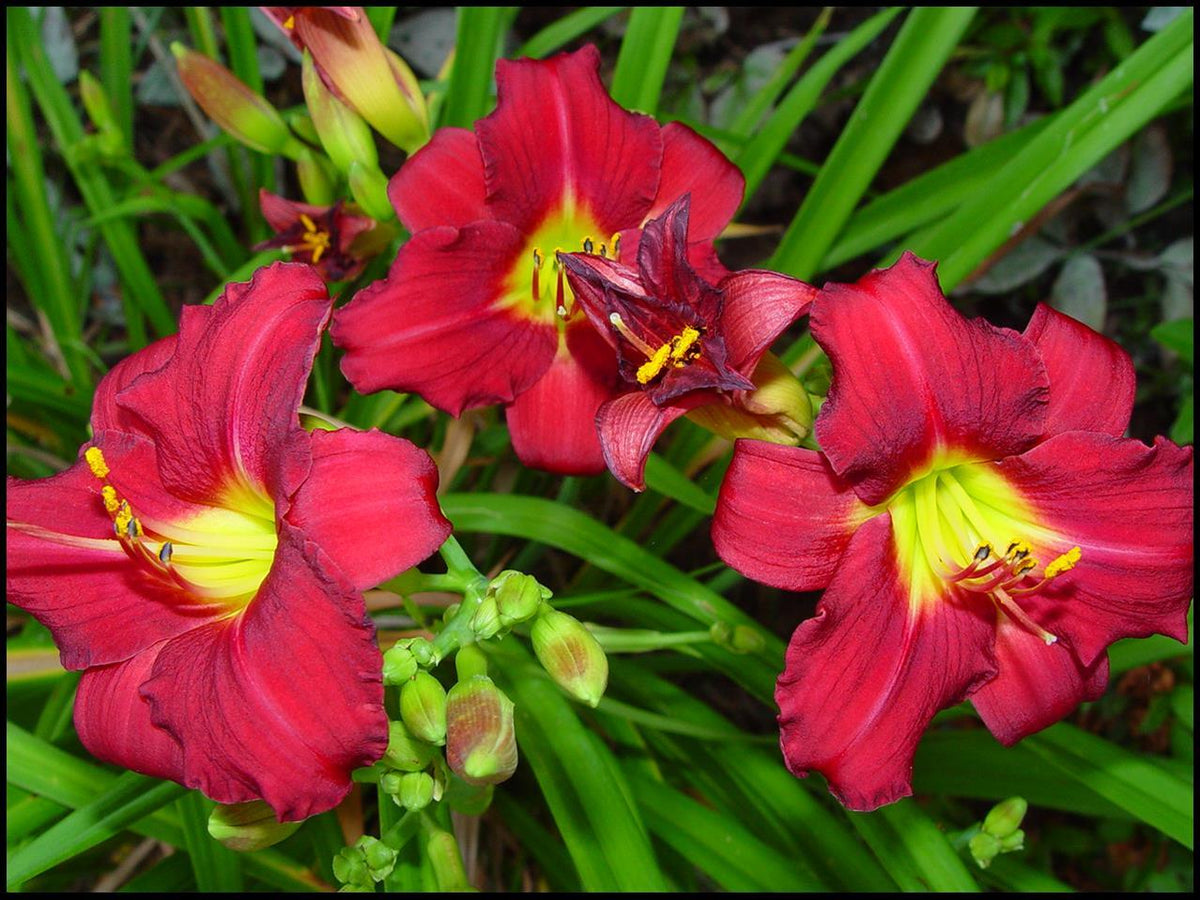 G3045 Hemerocallis X 'pardon Me' - View 5 from www redcrocus com