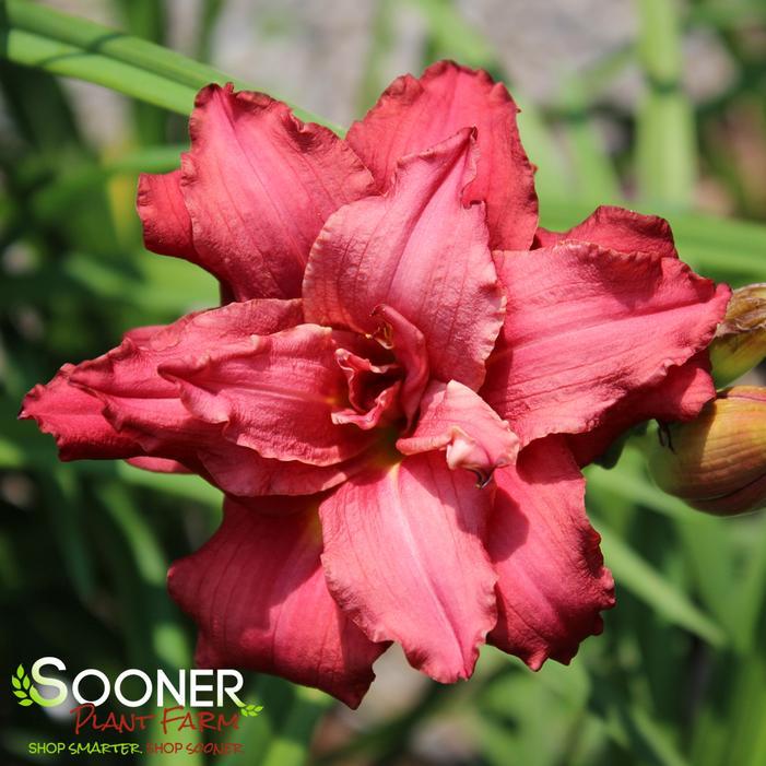 G3045 Hemerocallis X 'pardon Me' - View 6 from www redcrocus com