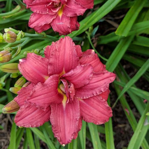 G3045 Hemerocallis X 'pardon Me' - View 7 from www redcrocus com