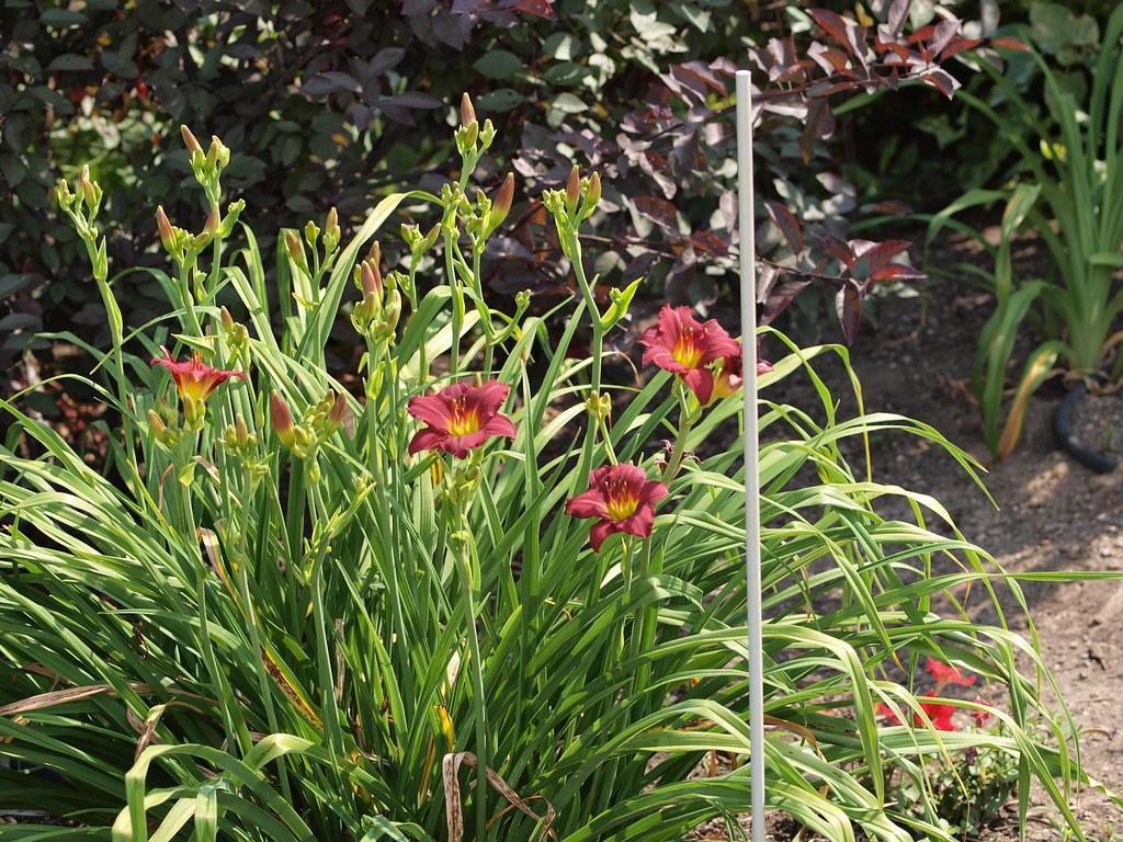 G3045 Hemerocallis X 'pardon Me' - View 8 from www redcrocus com