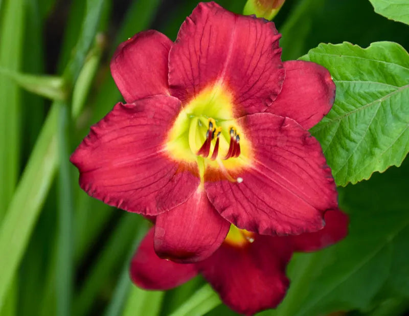 G3045 Hemerocallis X 'pardon Me' - View 9 from www redcrocus com