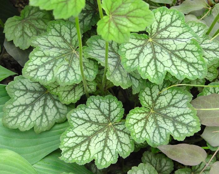 G3056 Heuchera Americana Dale S Strain 10 3cd8746e 60b0 4648 Af9d Fe8cde968872 from www redcrocus com