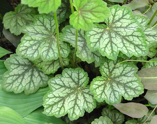 G3056 Heuchera Americana Dale S Strain 10 3cd8746e 60b0 4648 Af9d Fe8cde968872 from www redcrocus com