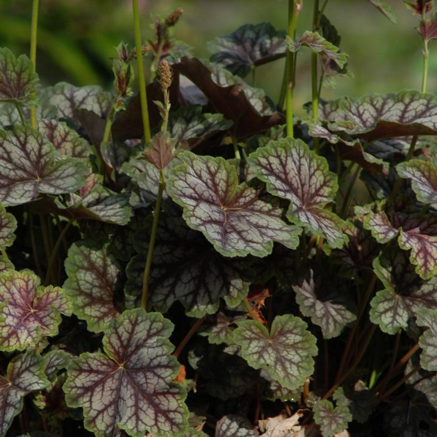 G3056 Heuchera Americana Dale S Strain - View 13 from www redcrocus com