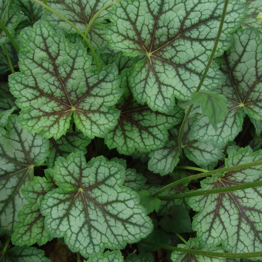 G3056 Heuchera Americana Dale S Strain 14 D98929d3 9fe2 4253 87a1 Ad9c38492683 from www redcrocus com