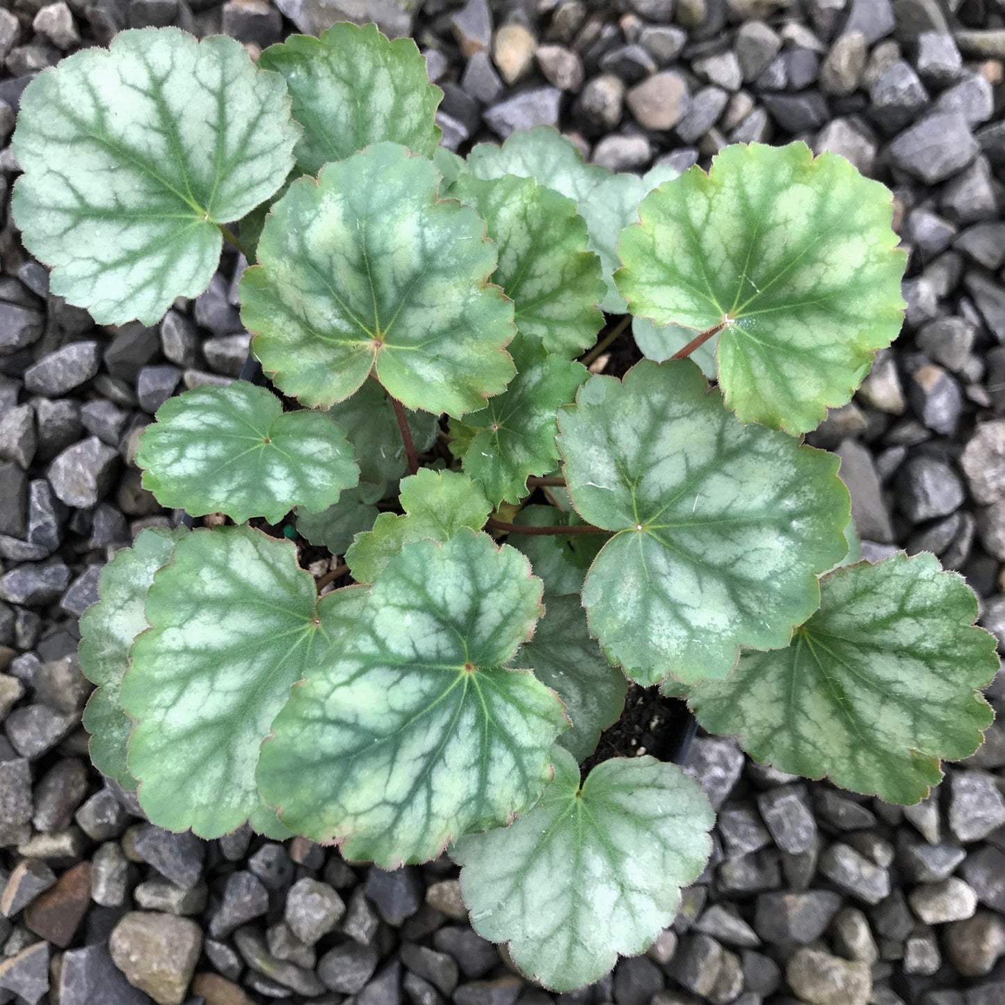 G3056 Heuchera Americana Dale S Strain - View 16 from www redcrocus com
