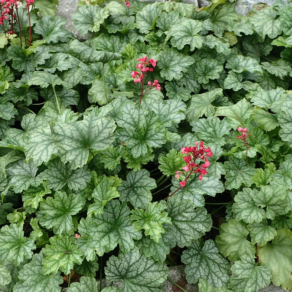G3056 Heuchera Americana Dale S Strain 2 D03db544 1070 4b5c 9526 560da1fb7933 from www redcrocus com