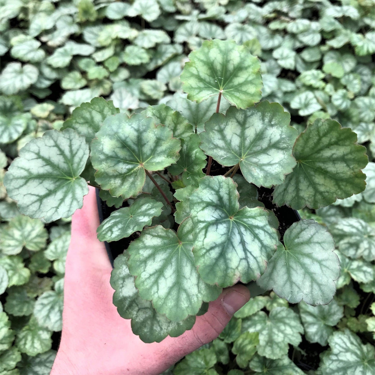 G3056 Heuchera Americana Dale S Strain - View 4 from www redcrocus com