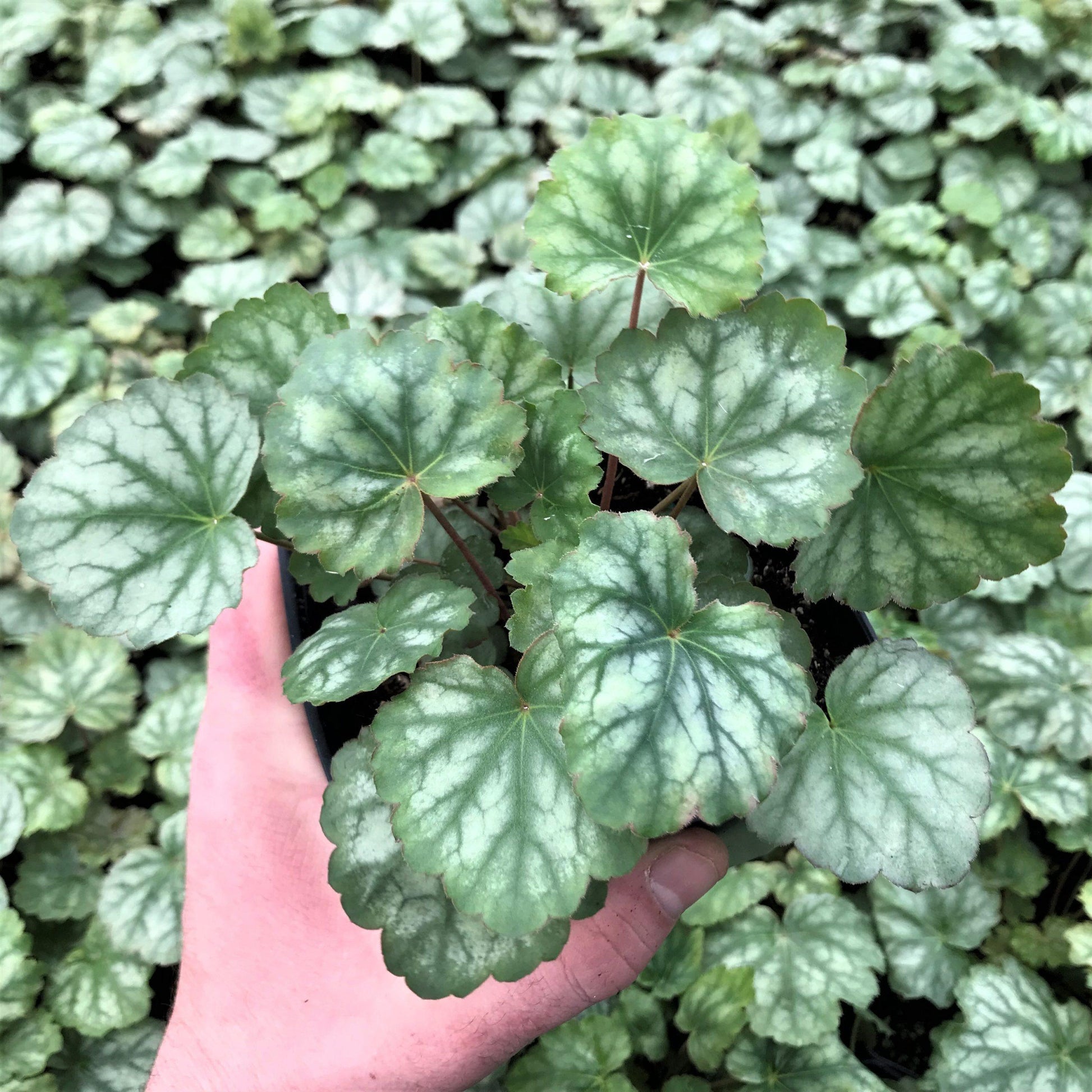 G3056 Heuchera Americana Dale S Strain 4 Cb04185b Ec40 4226 9ccc 33329da71e4b from www redcrocus com