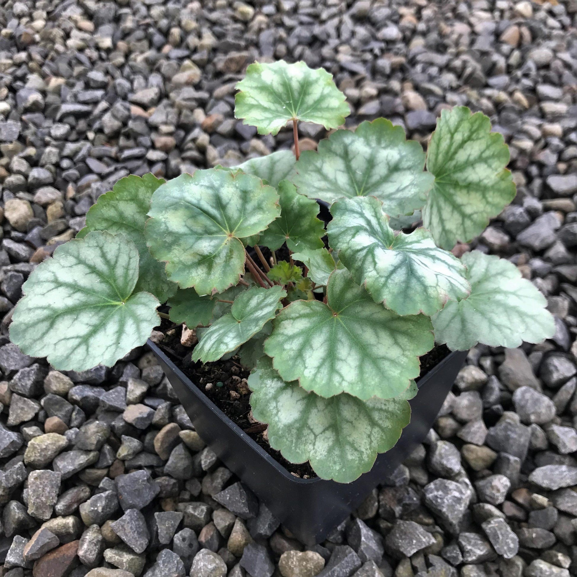 G3056 Heuchera Americana Dale S Strain 5 De85453c 76a3 4ed0 Abf3 B0a7c3f95c0f from www redcrocus com