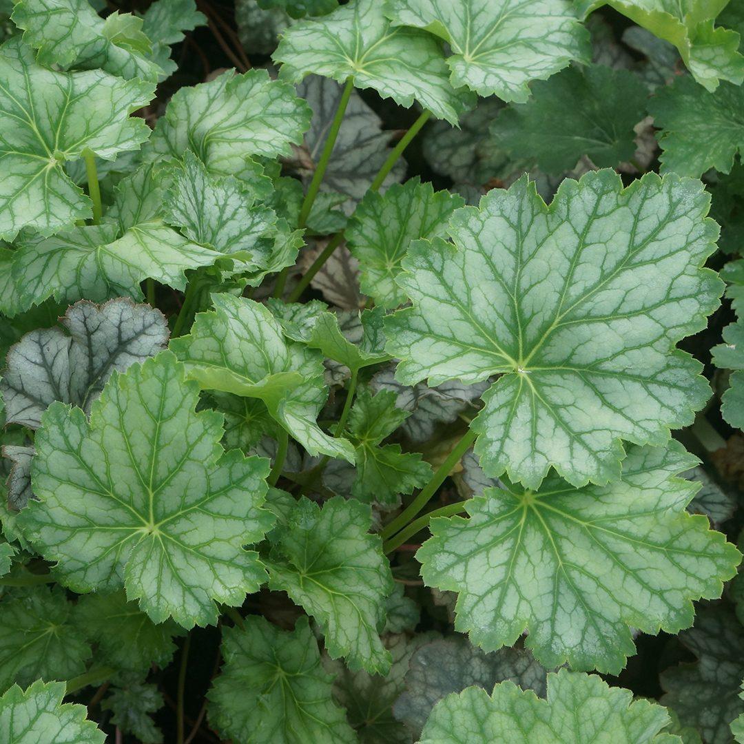 G3056 Heuchera Americana Dale S Strain 6 C01bf108 3770 4243 A2a0 9568f6f797c8 from www redcrocus com