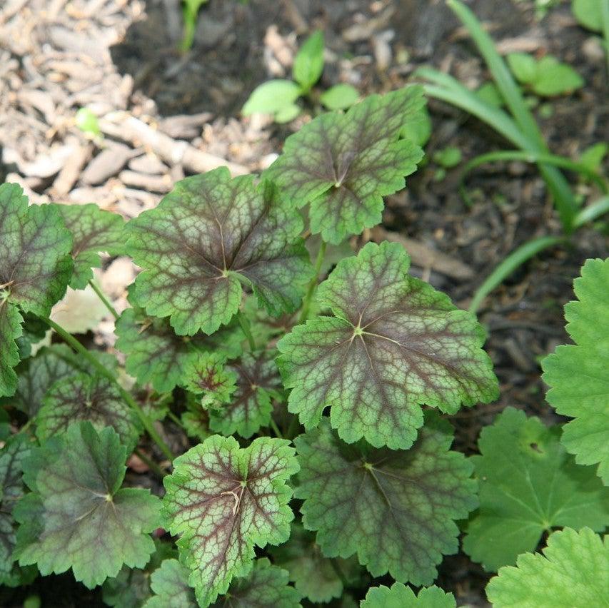 G3056 Heuchera Americana Dale S Strain 8 728bd0f1 7fcb 411f A389 526cc17b563a from www redcrocus com