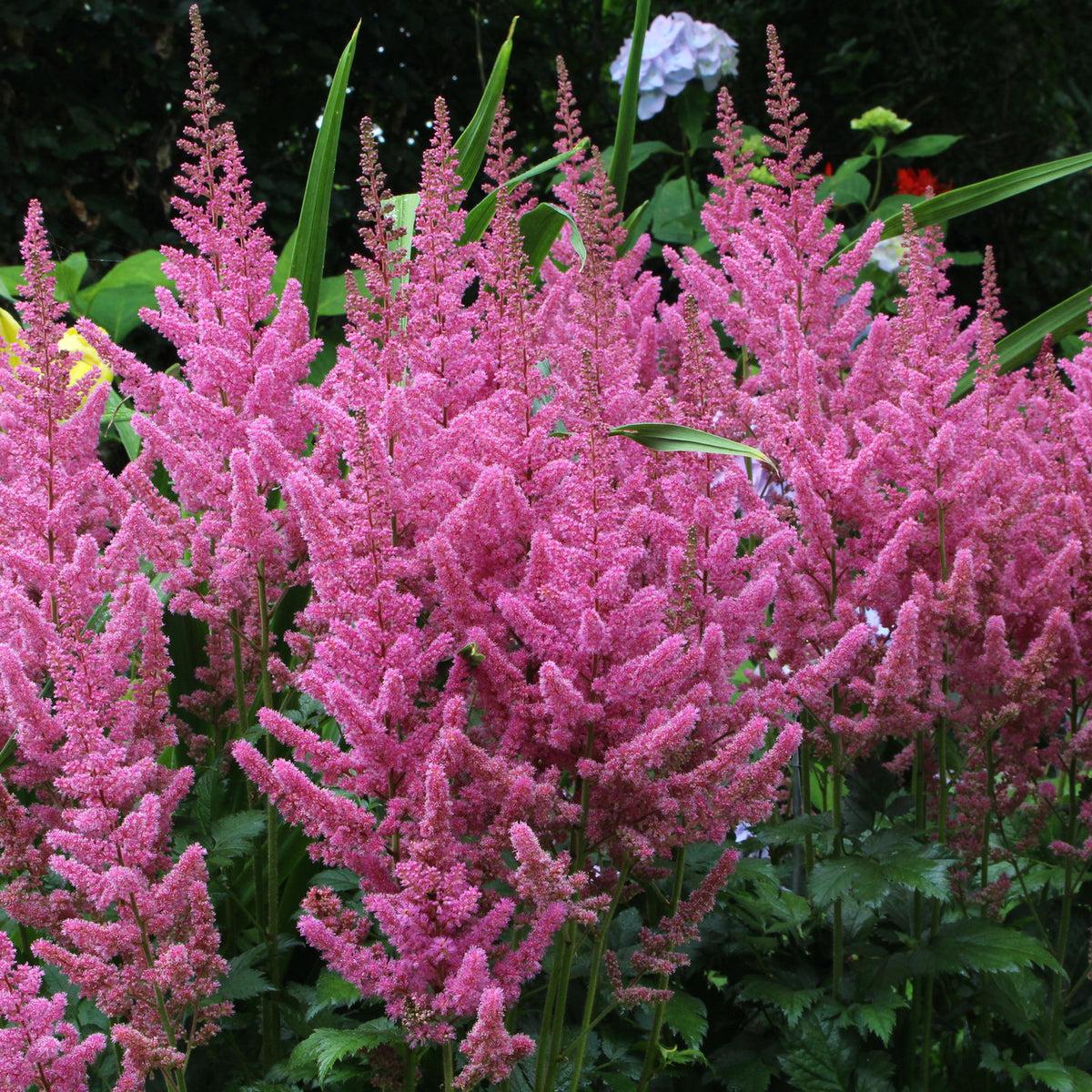 G3080 Astilbe Chinensis 'visions In Pink' - View 22 from www redcrocus com