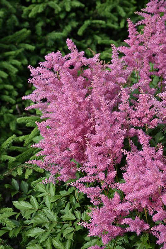 G3080 Astilbe Chinensis 'visions In Pink' - View 25 from www redcrocus com