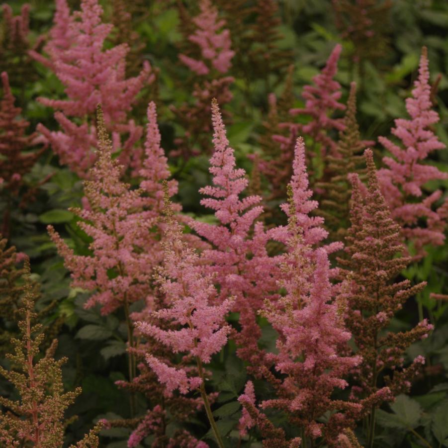 G3080 Astilbe Chinensis 27visions In Pink 27 27 41d7bd2c A7df 4948 B903 85078eddab14 from www redcrocus com