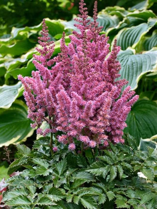 G3080 Astilbe Chinensis 27visions In Pink 27 28 17a3219b 18d3 4120 86ef 27b21cb5ff7d from www redcrocus com