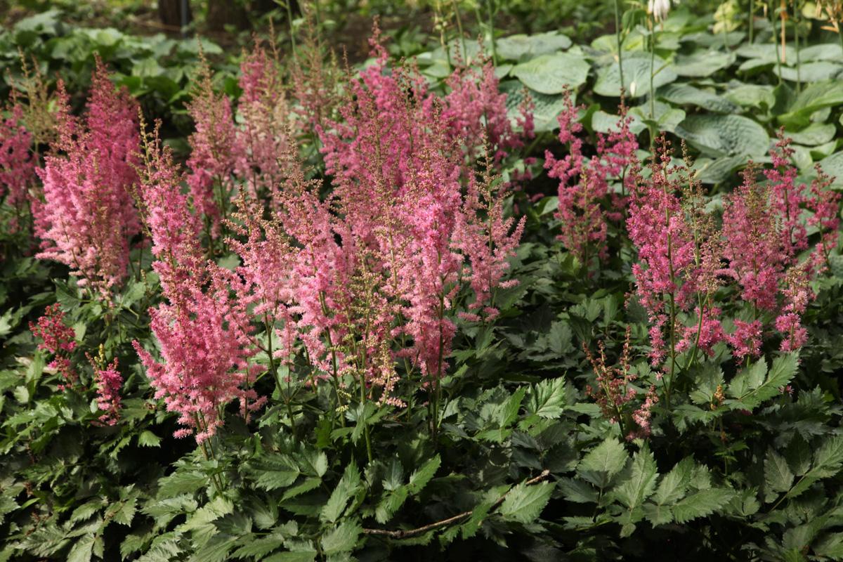G3080 Astilbe Chinensis 'visions In Pink' - View 30 from www redcrocus com