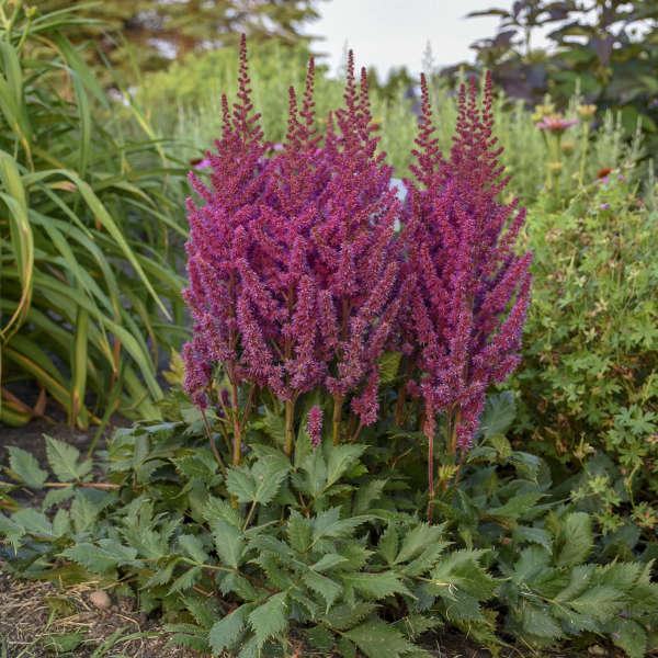 G3080 Astilbe Chinensis 'visions In Pink' - View 31 from www redcrocus com