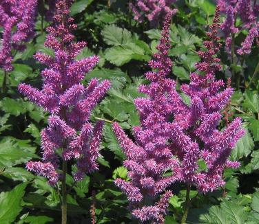 G3080 Astilbe Chinensis 'visions In Pink' - View 35 from www redcrocus com
