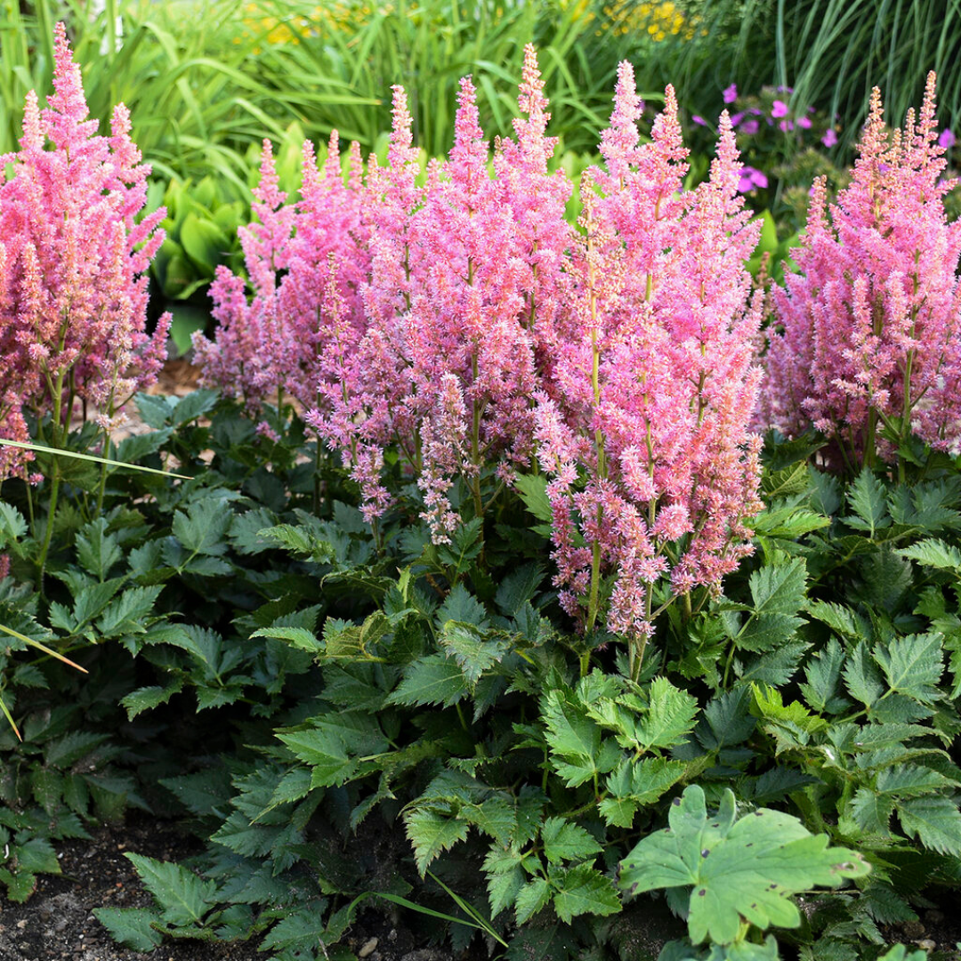 G3080 Astilbe Chinensis 'visions In Pink' - View 6 from www redcrocus com