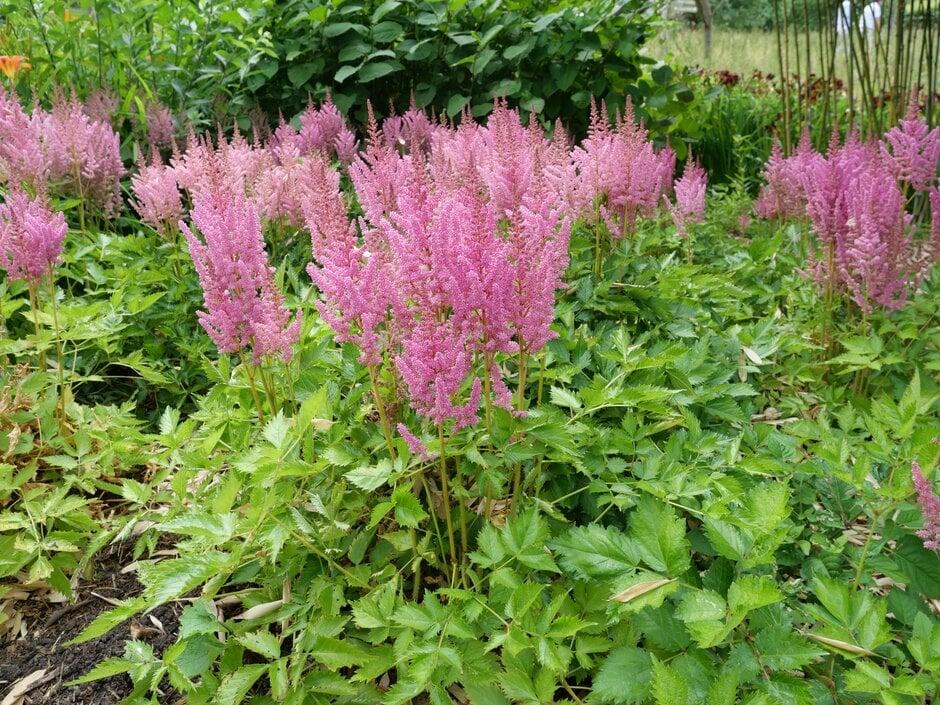 G3080 Astilbe Chinensis 'visions In Pink' - View 9 from www redcrocus com