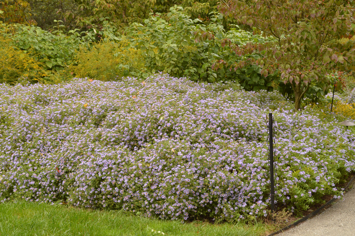 G3093 Aster Oblongifolius 'october Skies' - View 28 from www redcrocus com