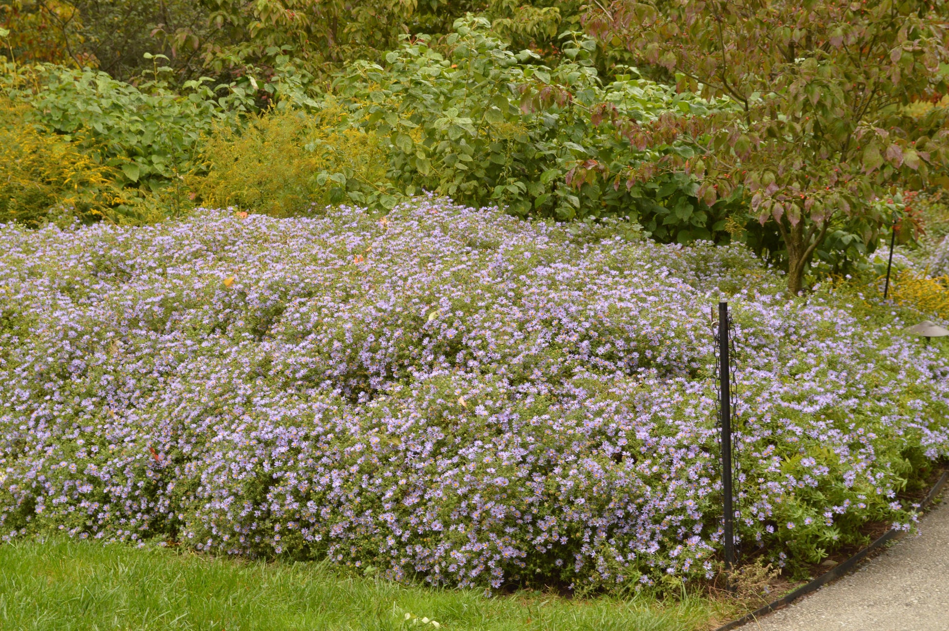 G3093 Aster Oblongifolius 'october Skies' - View 28 from www redcrocus com