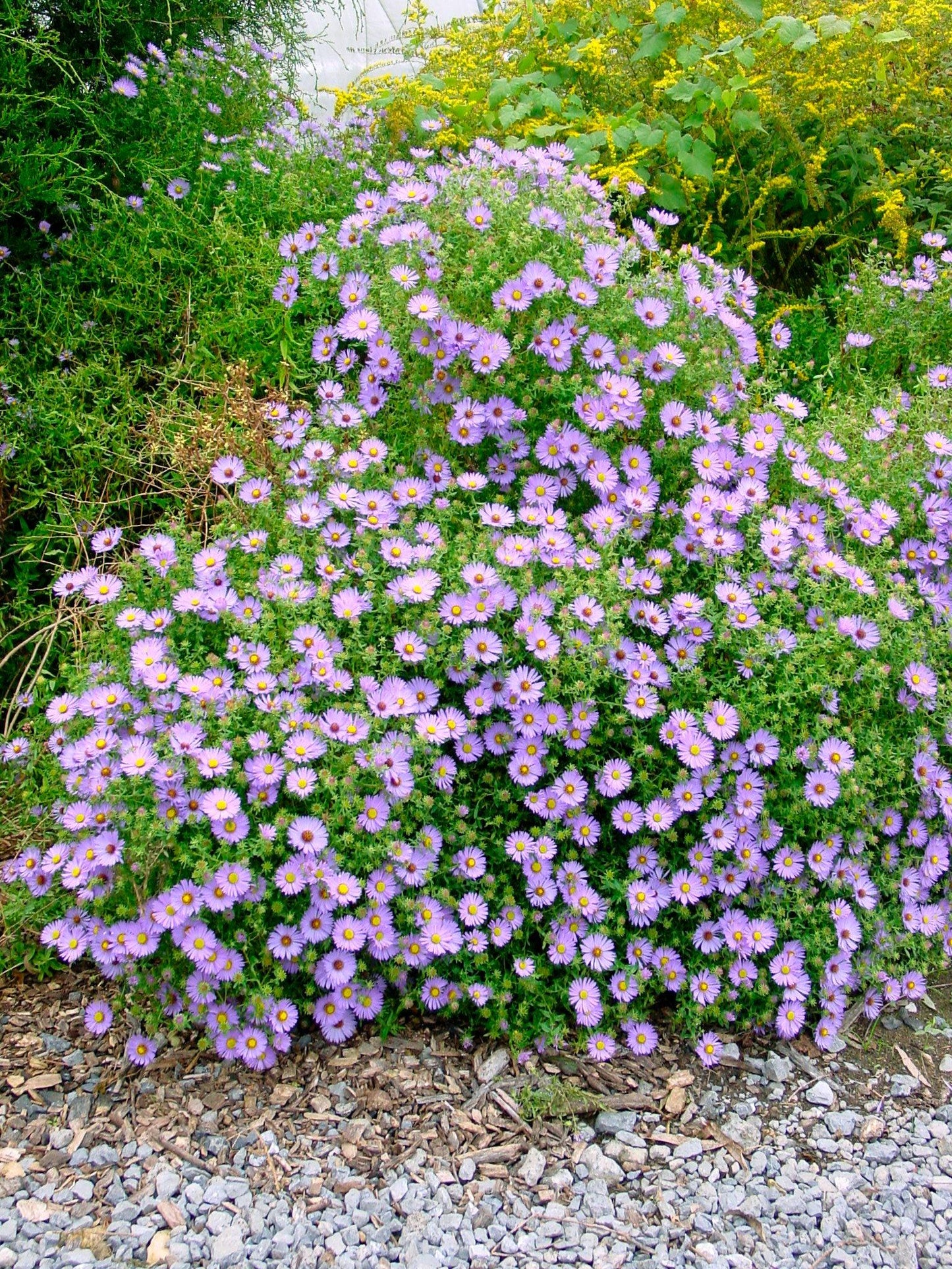 G3093 Aster Oblongifolius 'october Skies' - View 30 from www redcrocus com
