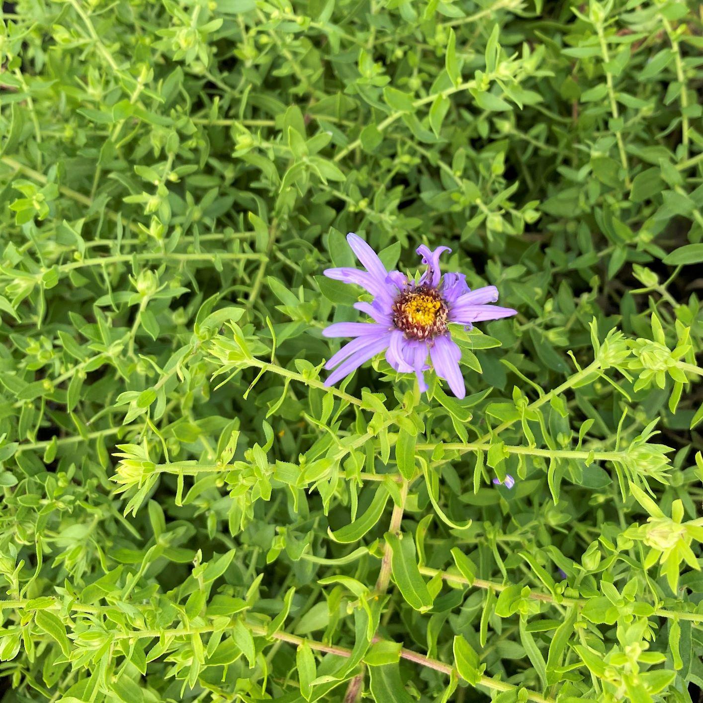 G3093 Aster Oblongifolius 'october Skies' - View 38 from www redcrocus com