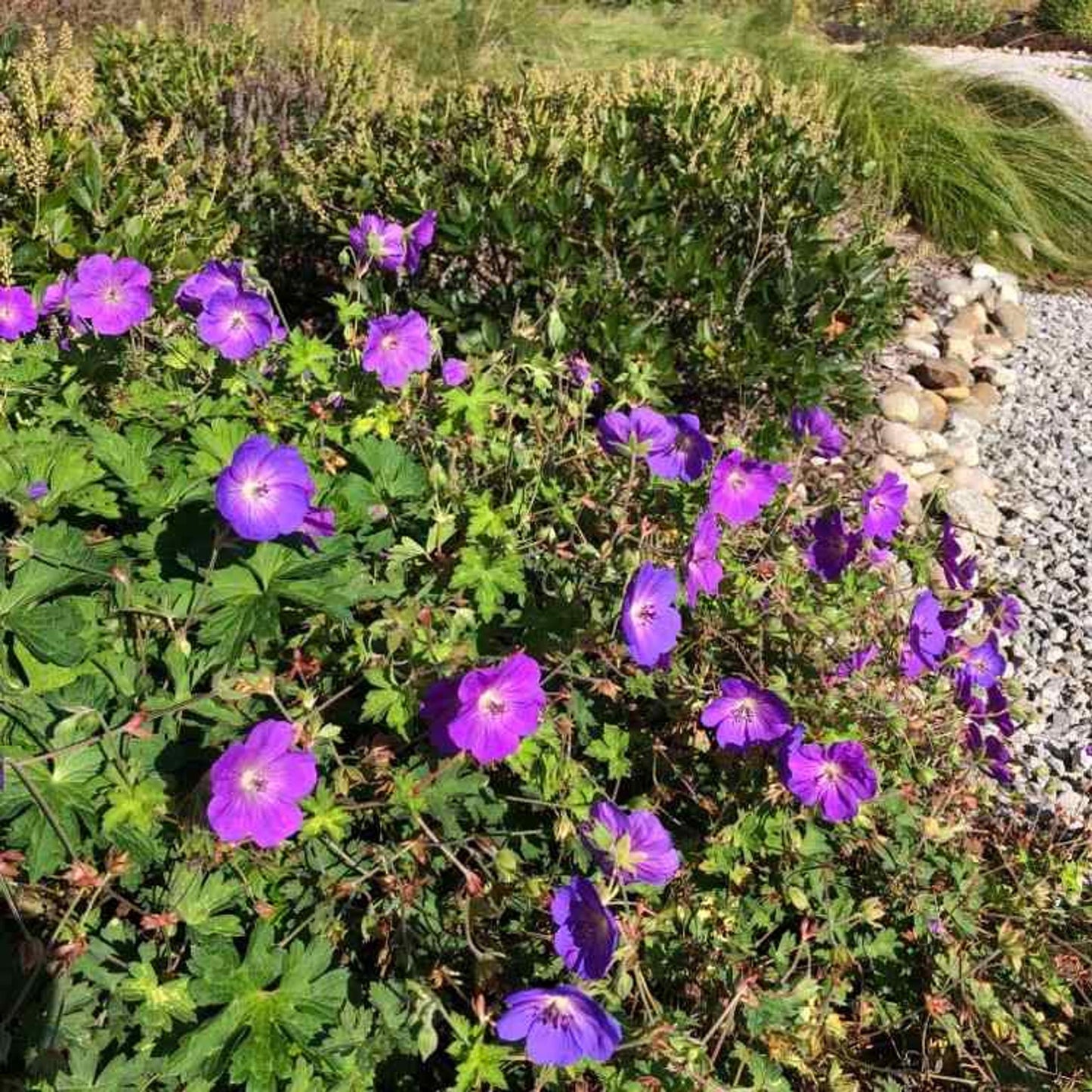 G311 Geranium X Rozanne - View 13 from www redcrocus com