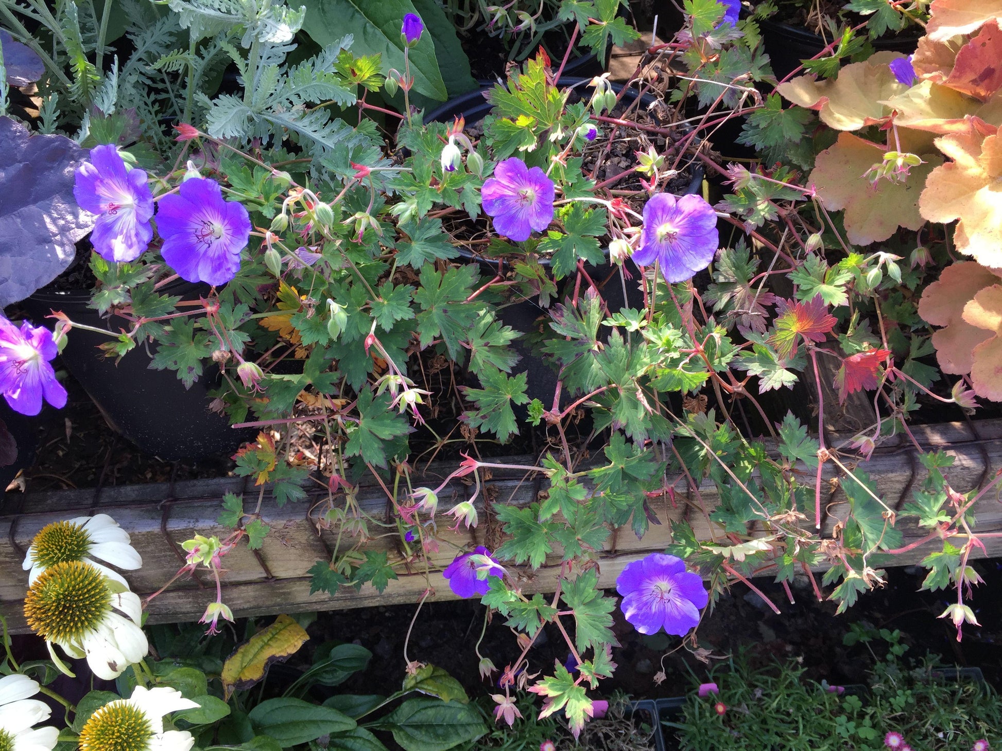 G311 Geranium X Rozanne - View 14 from www redcrocus com