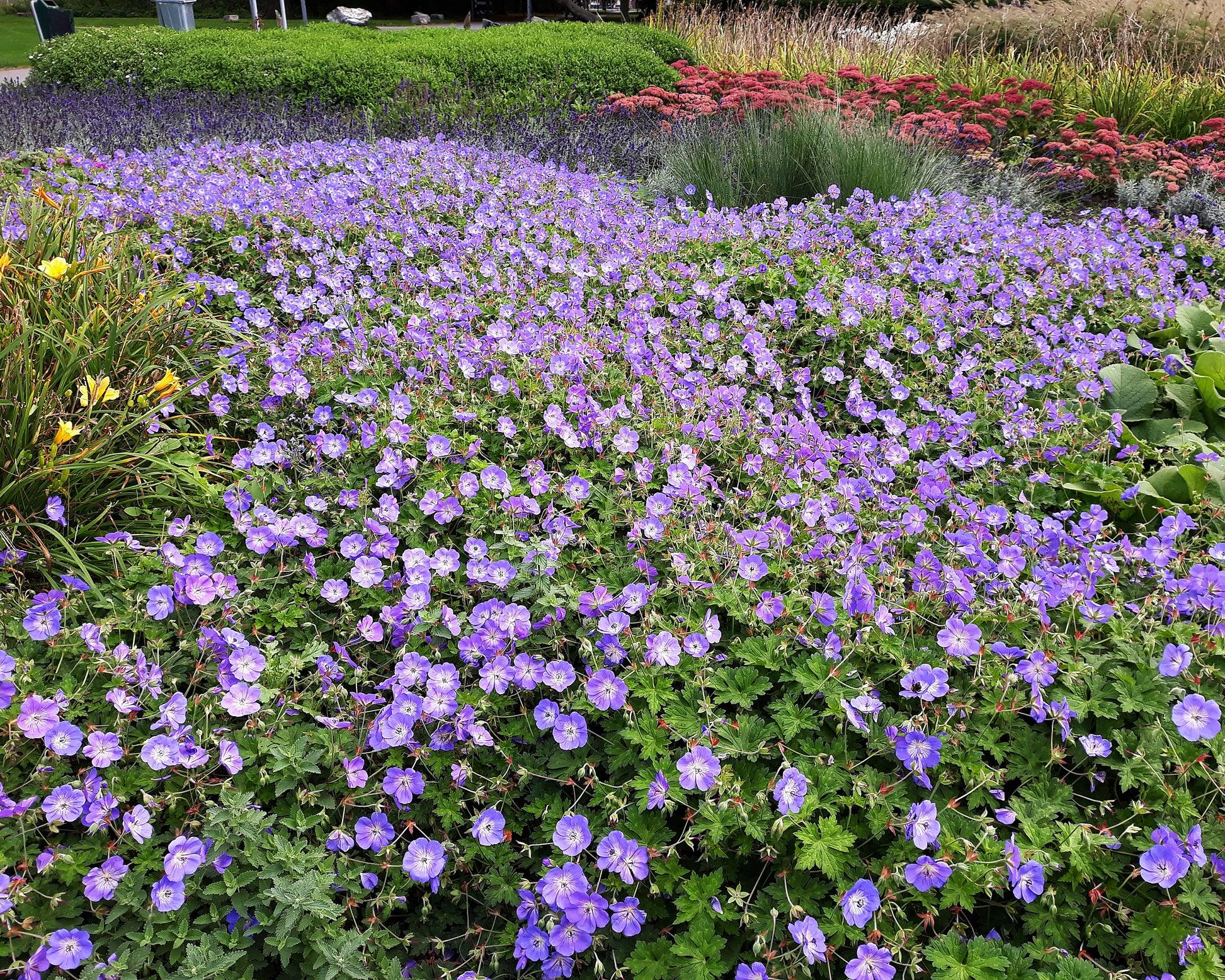 G311 Geranium X Rozanne - View 4 from www redcrocus com