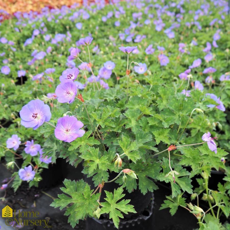 G311 Geranium X Rozanne - View 6 from www redcrocus com