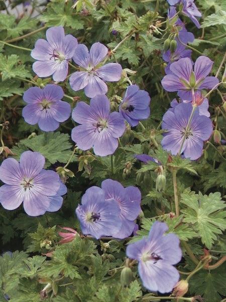 G311 Geranium X Rozanne - View 8 from www redcrocus com