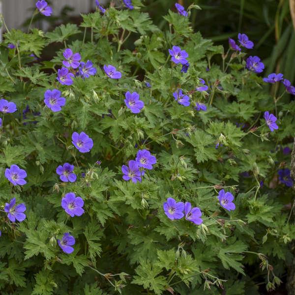 G311 Geranium X 'rozanne' - View 10 from www redcrocus com