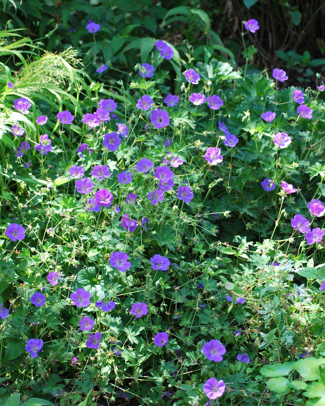 G311 Geranium X 'rozanne' - View 13 from www redcrocus com