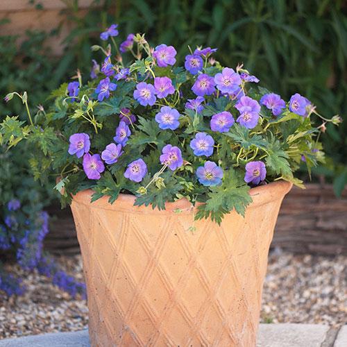 G311 Geranium X 'rozanne' - View 14 from www redcrocus com