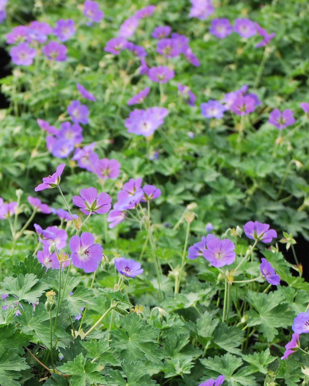 G311 Geranium X 'rozanne' - View 15 from www redcrocus com