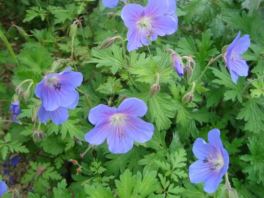 G311 Geranium X 'rozanne' - View 16 from www redcrocus com